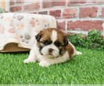 Small #10 Shih Tzu