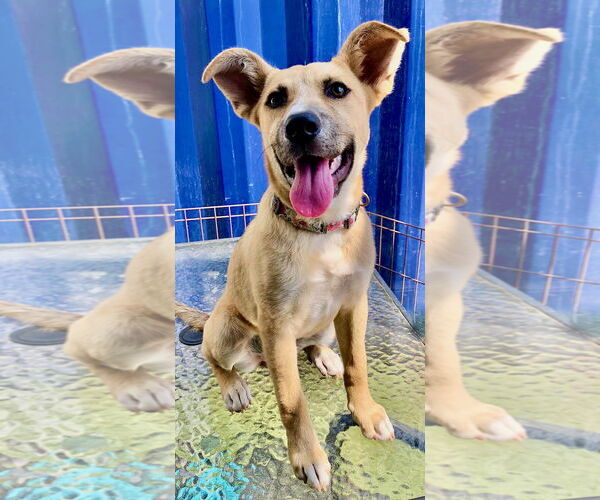 Medium Photo #5 Border Collie-Unknown Mix Puppy For Sale in San Diego, CA, USA