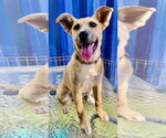 Small #4 Border Collie Mix