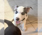 Small Photo #3 Siberian Husky-Unknown Mix Puppy For Sale in Mesa, AZ, USA