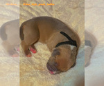 Small #23 American Bully