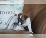 Small #17 Jack Russell Terrier