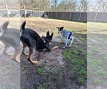 Small Photo #10 Doberman Pinscher-Unknown Mix Puppy For Sale in The Woodlands, TX, USA