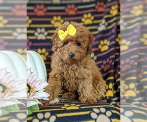 Poodle (Miniature) Puppy for sale in NEW PROVIDENCE, PA, USA