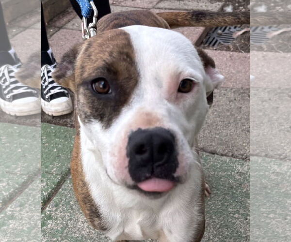 Medium Photo #4 Mutt Puppy For Sale in Rustburg, VA, USA