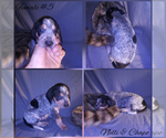 Small Photo #9 Bluetick Coonhound Puppy For Sale in COMBINE, TX, USA