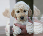 Small Photo #9 Goldendoodle Puppy For Sale in FREDONIA, KY, USA