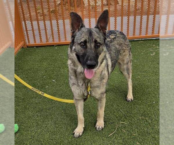 Medium Photo #1 German Shepherd Dog-Unknown Mix Puppy For Sale in Las Vegas, NV, USA