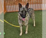 Small German Shepherd Dog Mix