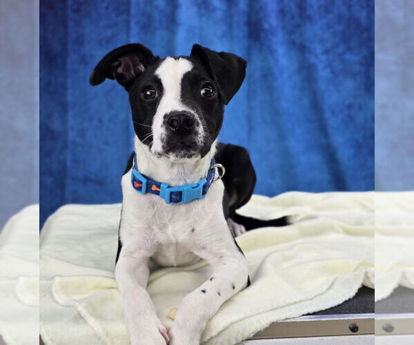 Medium Photo #8 Pointer-Unknown Mix Puppy For Sale in Lakewood, CO, USA