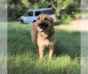 Mutt Dogs for adoption in Vail, AZ, USA