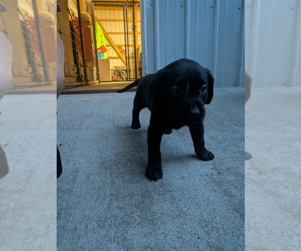 Medium Photo #6 Labrador Retriever Puppy For Sale in PIERSON STATION, IL, USA