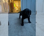 Black collar - Female Labrador Retriever Puppy for Sale - Photo #6