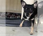 Small Chihuahua