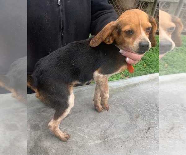 Medium Photo #4 Beagle-Unknown Mix Puppy For Sale in Dunnellon, FL, USA