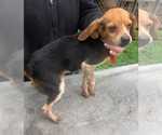Small #3 Beagle Mix