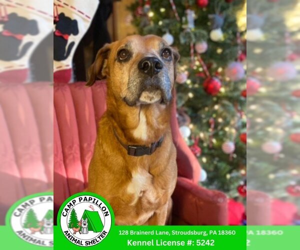 Medium Photo #8 Mutt Puppy For Sale in Stroudsburg, PA, USA