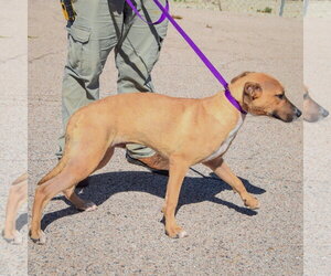 Mikey - Male Black Mouth Cur-German Shepherd Dog Mix Dog for Adoption - Photo #4