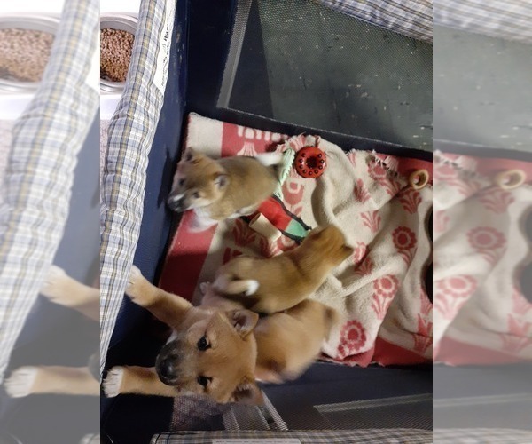 Medium Photo #7 Shiba Inu Puppy For Sale in CAMERON, MO, USA