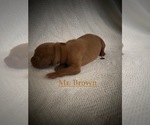 Small Photo #13 Vizsla Puppy For Sale in NEWHALL, CA, USA