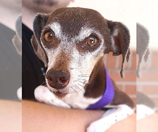 Medium Photo #4 Jack Russell Terrier-Unknown Mix Puppy For Sale in Carrollton, TX, USA