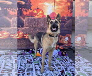 Elle - Female German Shepherd Dog Dog for Adoption - Photo #4