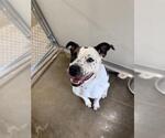 Small #1 American Pit Bull Terrier Mix