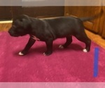 Small Photo #3 American Pit Bull Terrier Puppy For Sale in ZANESVILLE, OH, USA