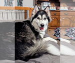 Small #2 Huskies  Mix