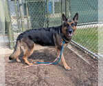 LUNA - Female German Shepherd Dog Dog for Adoption - Small photo