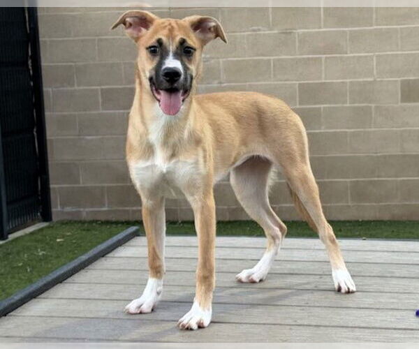 Medium Photo #1 German Shepherd Dog Puppy For Sale in Orange, CA, USA