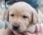 Puppy Yellow male Labrador Retriever
