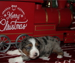 Puppy Holly Miniature Australian Shepherd