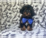 Small #3 Cavapoo