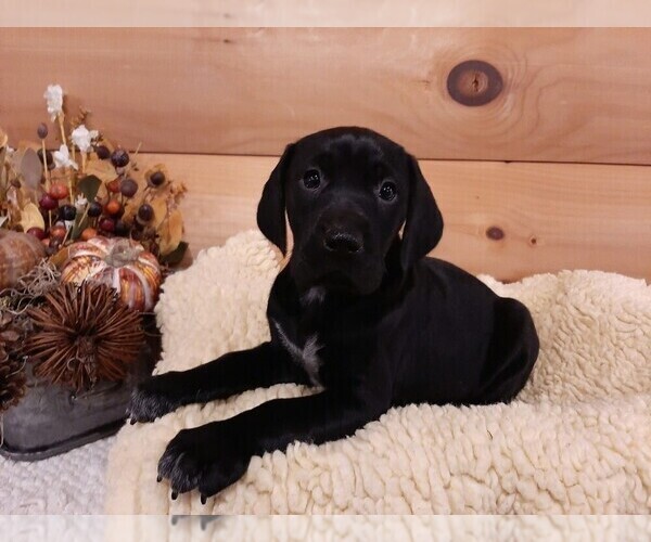 Medium Photo #7 German Shorthaired Pointer Puppy For Sale in GAFFNEY, SC, USA