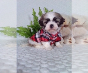 Shih Tzu Puppy for Sale in SUGARCREEK, Ohio USA