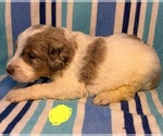 Small #6 Goldendoodle
