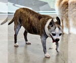 Small #2 Boston Terrier