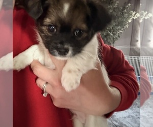 Chihuahua Puppy for sale in ELIZABETHTOWN, PA, USA