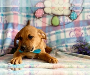 Pom-A-Pug Puppy for sale in LANCASTER, PA, USA