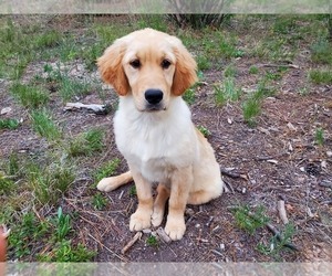 Golden Retriever Puppy for sale in PEYTON, CO, USA