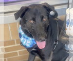 Small Photo #14 Labrador Retriever-Unknown Mix Puppy For Sale in Mount Laurel, NJ, USA