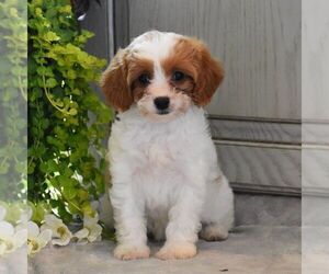 Cavapoo Puppy for sale in MIFFLINBURG, PA, USA