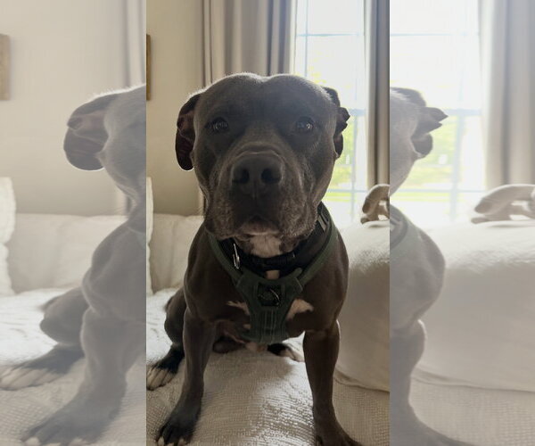Medium Photo #1 Mutt Puppy For Sale in Cuyahoga Falls , OH, USA