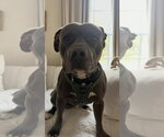 Cash - Male Mutt Dog for Adoption - Small photo
