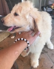 Goldendoodle Puppy for sale in GLENDALE, AZ, USA