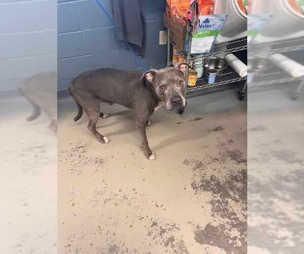 Medium Photo #1 American Staffordshire Terrier-Unknown Mix Puppy For Sale in Tallahassee, FL, USA