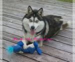 Small Photo #1 Pomsky Puppy For Sale in SEQUIM, WA, USA