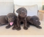 Small Labrador Retriever