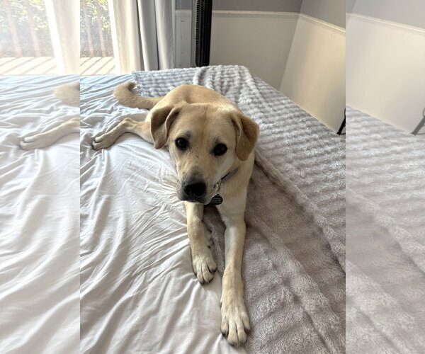 Medium Photo #2 Labrador Retriever-Unknown Mix Puppy For Sale in St. Louis Park, MN, USA